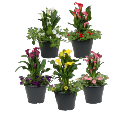 Terraspot petunia/calla